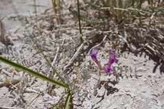 Astragalus argophyllus argophyllus