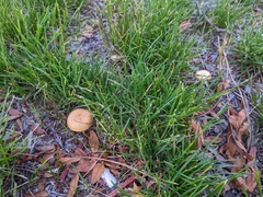 Agrocybe