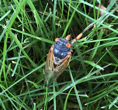 Magicicada cassinii