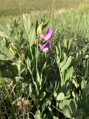 Lathyrus eucosmus