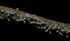 Polystroma fernandezii