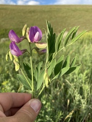 Lathyrus eucosmus