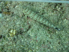 Parapercis millepunctata