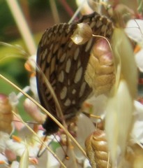 Speyeria callippe callippe