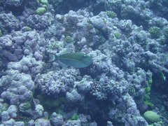 Xanthichthys caeruleolineatus
