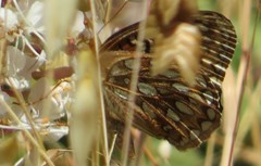 Speyeria callippe callippe