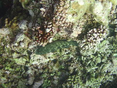 Surge Grouper photo 2