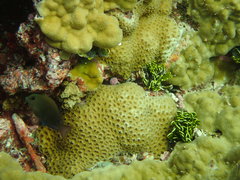 Acanthurus nigrofuscus