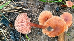 Laccaria canaliculata