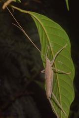 Eumecopterus incisus