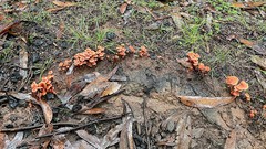 Laccaria canaliculata