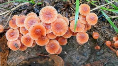 Laccaria canaliculata