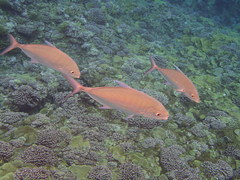 Ferdauia orthogrammus