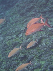 Ferdauia orthogrammus