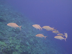 Ferdauia orthogrammus