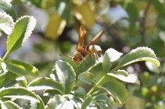 Paranthrene robiniae