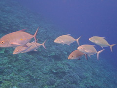 Ferdauia orthogrammus