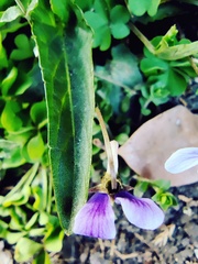 Viola inconspicua nagasakiensis