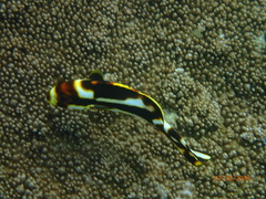 Plectorhinchus vittatus