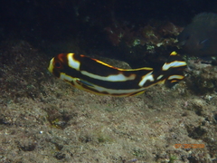 Plectorhinchus vittatus