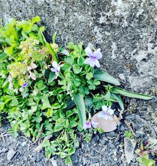 Viola inconspicua nagasakiensis