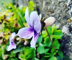 Viola inconspicua nagasakiensis