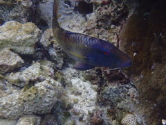 Parupeneus multifasciatus