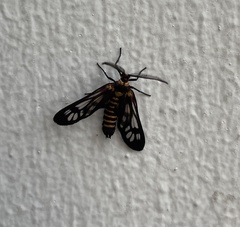 Thyrassia