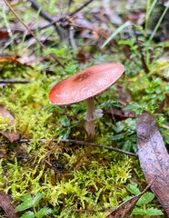 Agaricus austrovinaceus