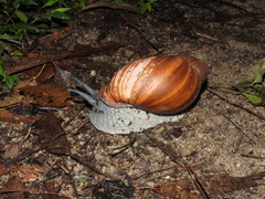 Megalobulimus ovatus
