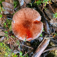 Agaricus austrovinaceus