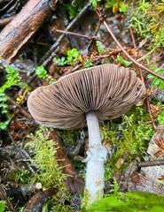 Agaricus austrovinaceus