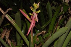 Aechmea aquilega