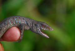 Kentropyx altamazonica