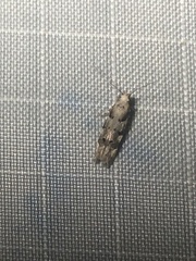 Coleotechnites coniferella