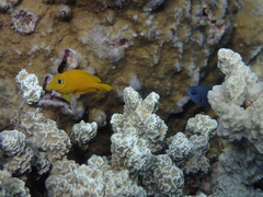 Acanthurus pyroferus