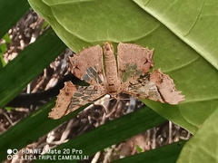 Krananda semihyalina