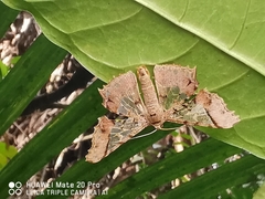 Krananda semihyalina