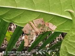 Krananda semihyalina