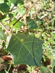 Alchornea ilicifolia