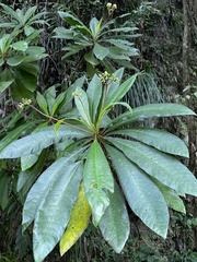 Rhytidophyllum grande