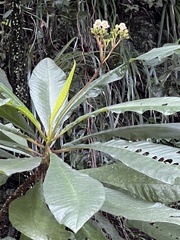 Rhytidophyllum grande