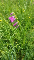 Gladiolus palustris