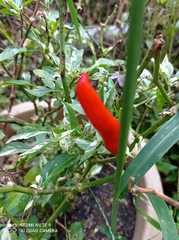 Capsicum annuum