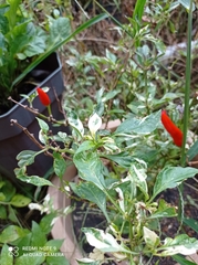 Capsicum annuum