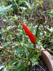 Capsicum annuum