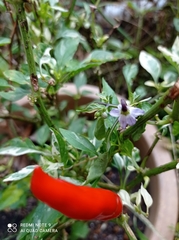 Capsicum annuum