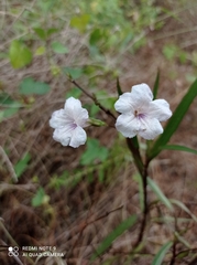 Ruellia simplex