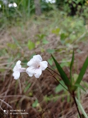 Ruellia simplex