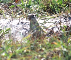 Xerospermophilus spilosoma